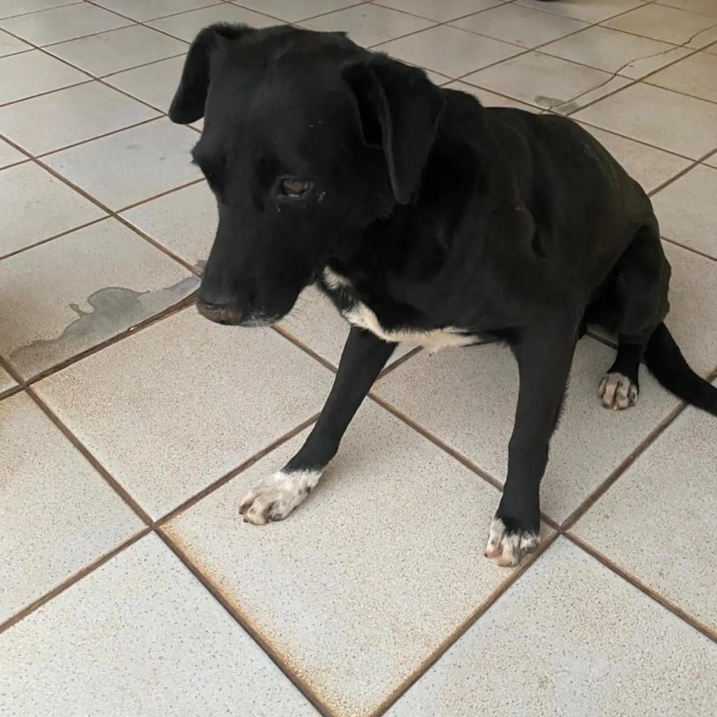 Boby, cachorro de porte pequeno para adoção em Águas de Santa Bárbara - SP