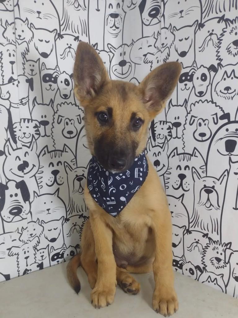Siborgue, cachorro de porte médio para adoção em Águas de Santa Bárbara - SP