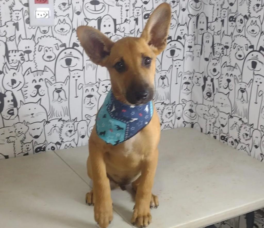 Dumbinho, cachorro de porte médio para adoção em Águas de Santa Bárbara - SP