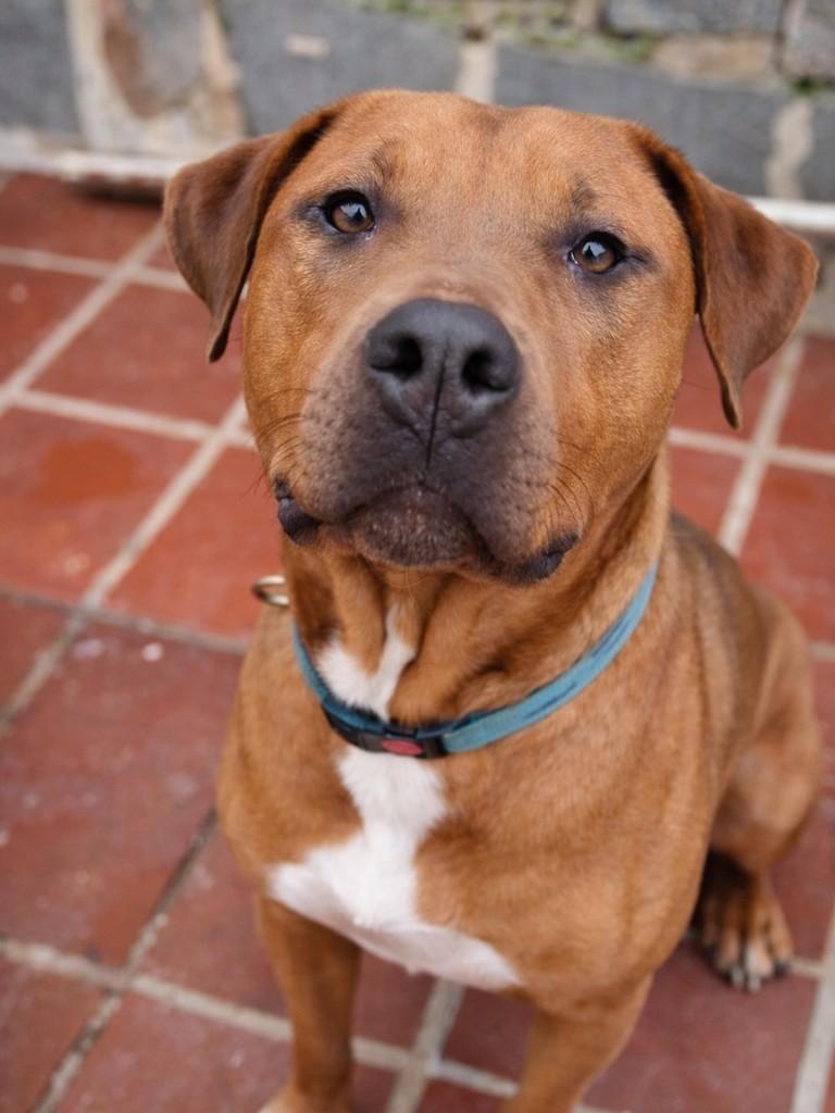Thanos, cachorro de porte grande para adoção em Porto Alegre - RS