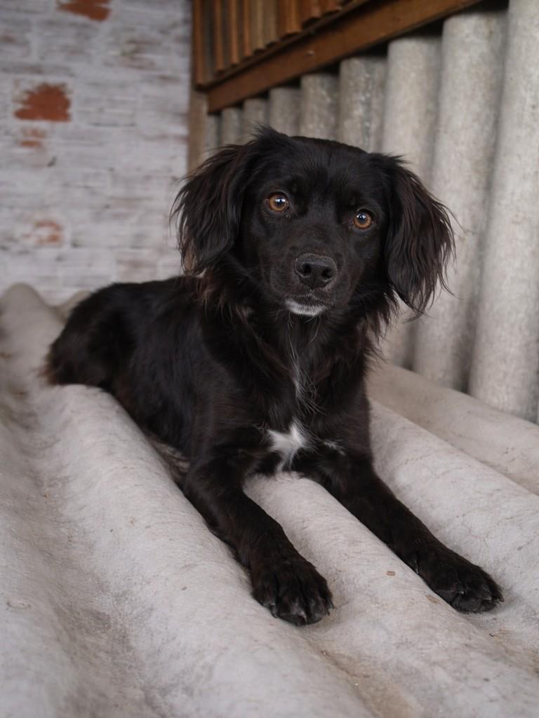 Romeu, cachorro de porte médio para adoção em Porto Alegre - RS