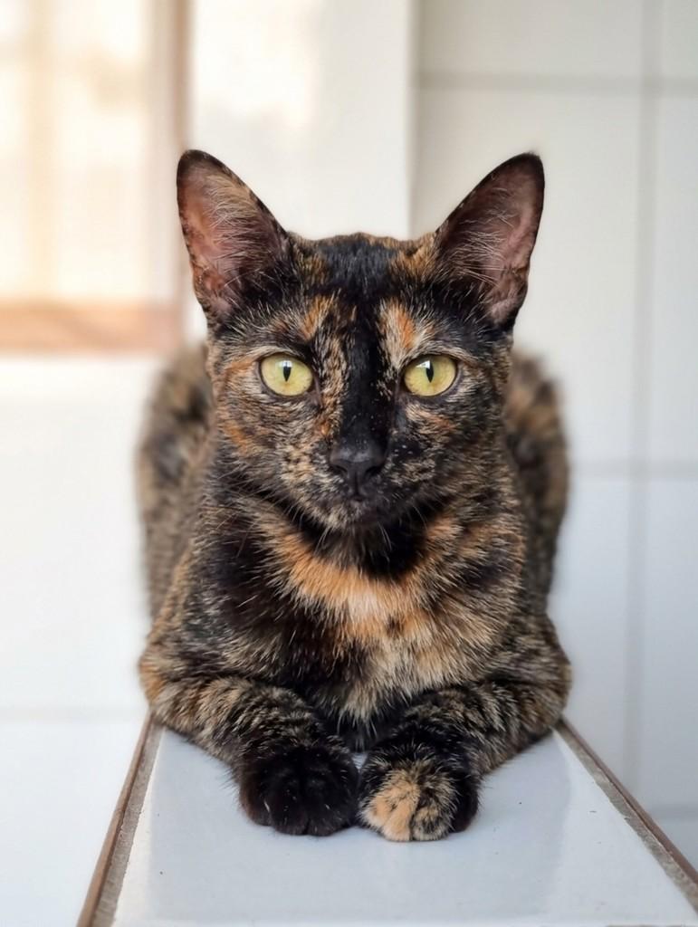 Margot, gata de porte pequeno para adoção em Porto Alegre - RS