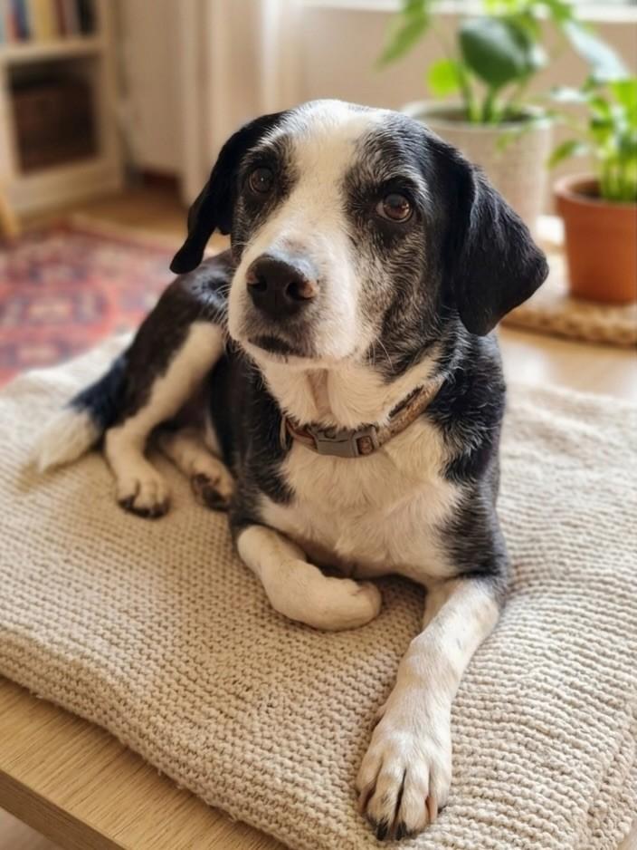 Chiquinho, cachorro de porte pequeno para adoção em Porto Alegre - RS