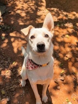 Dalila, cachorro de porte médio para adoção em Porto Alegre - RS