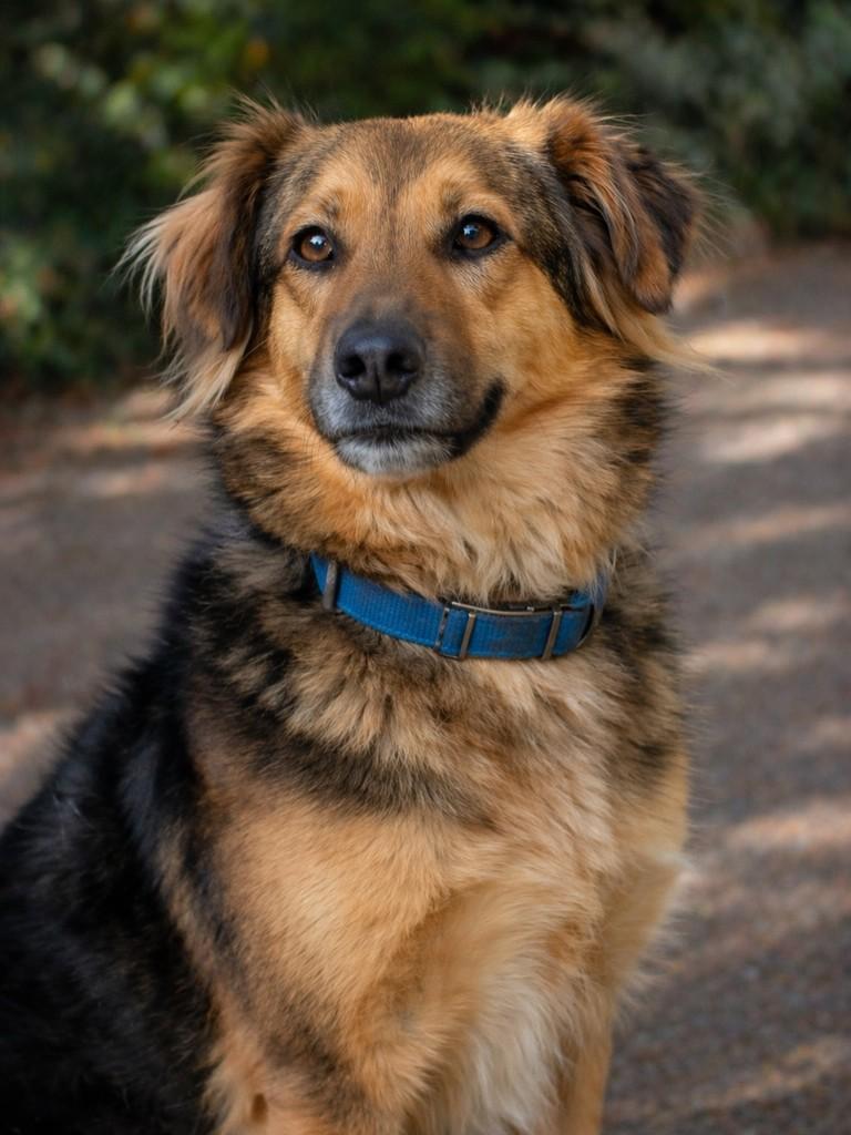 Mário, cachorro de porte médio para adoção em Porto Alegre - RS