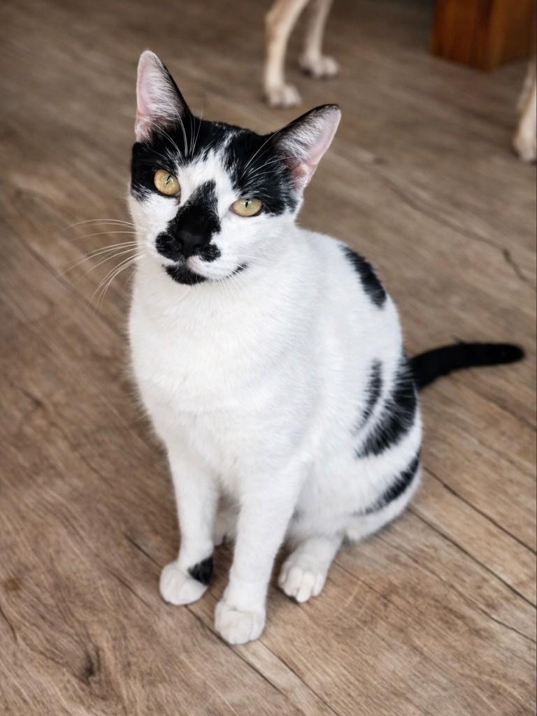 Snow, gato de porte médio para adoção em Porto Alegre - RS