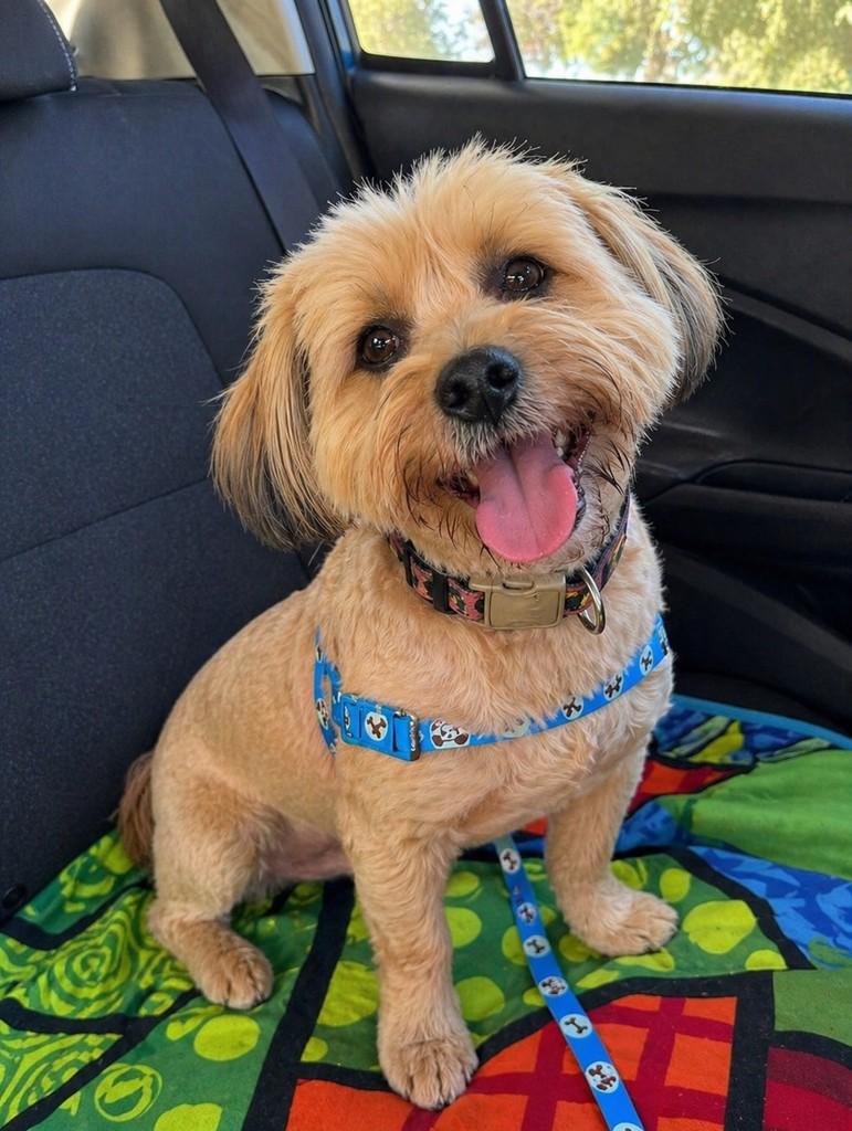 Pingo, cachorro de porte pequeno para adoção em Porto Alegre - RS