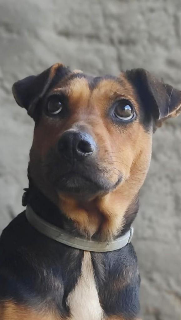 Filó, cachorro de porte pequeno para adoção em Porto Alegre - RS