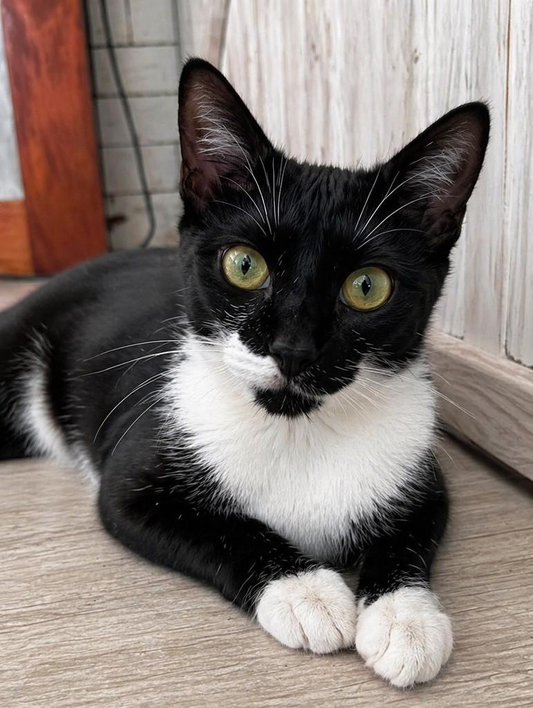 Malu, gata de porte pequeno para adoção em Porto Alegre - RS