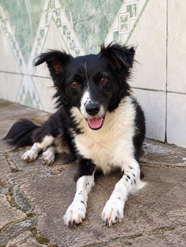 Blake, cachorro de porte médio para adoção em Porto Alegre - RS