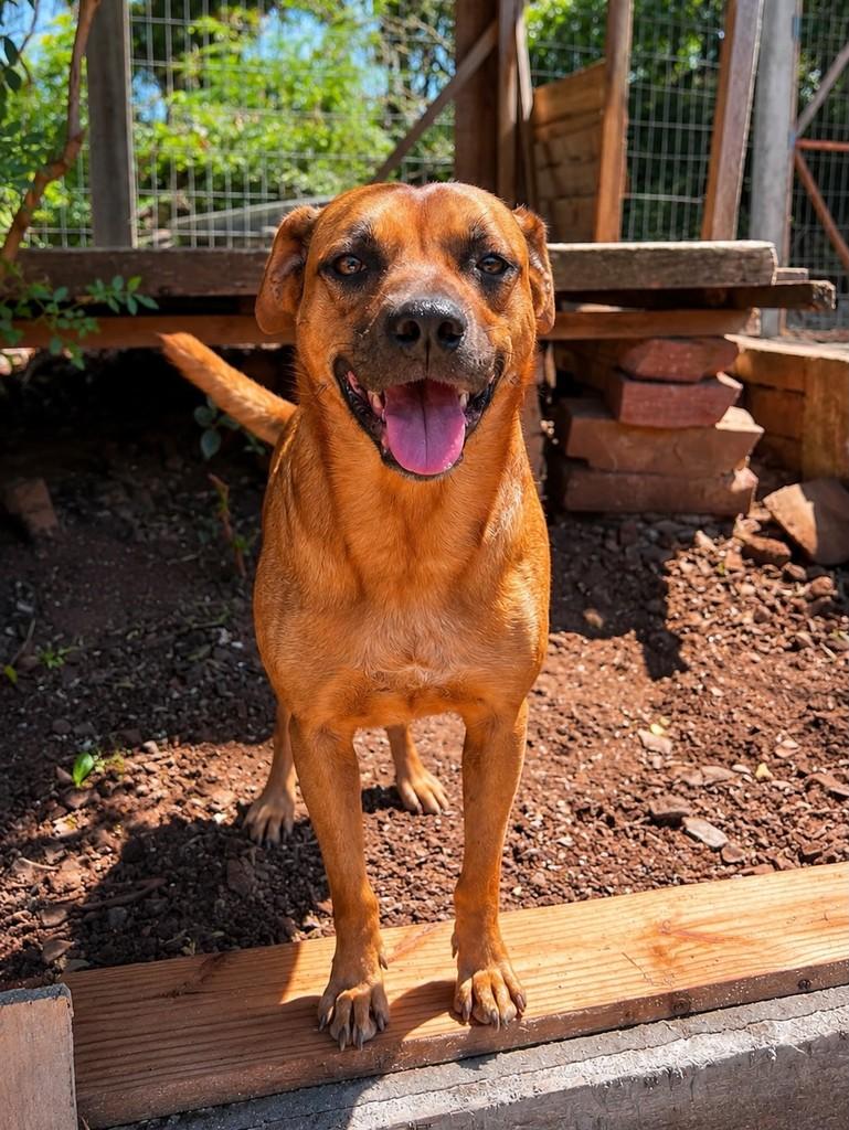 Sansão, cachorro de porte médio para adoção em Porto Alegre - RS