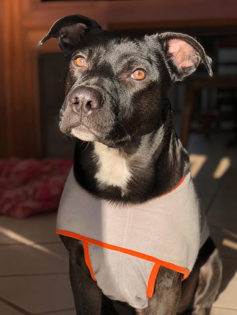 Joaquim, cachorro de porte médio para adoção em Porto Alegre - RS