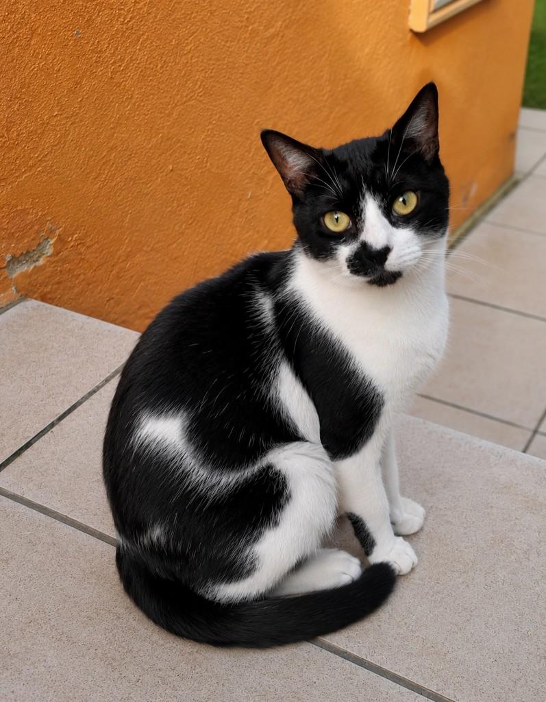 Júnior, gato de porte médio para adoção em Porto Alegre - RS