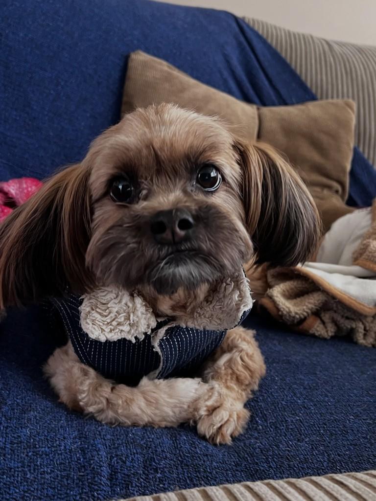 Woody, cachorro de porte pequeno para adoção em Porto Alegre - RS