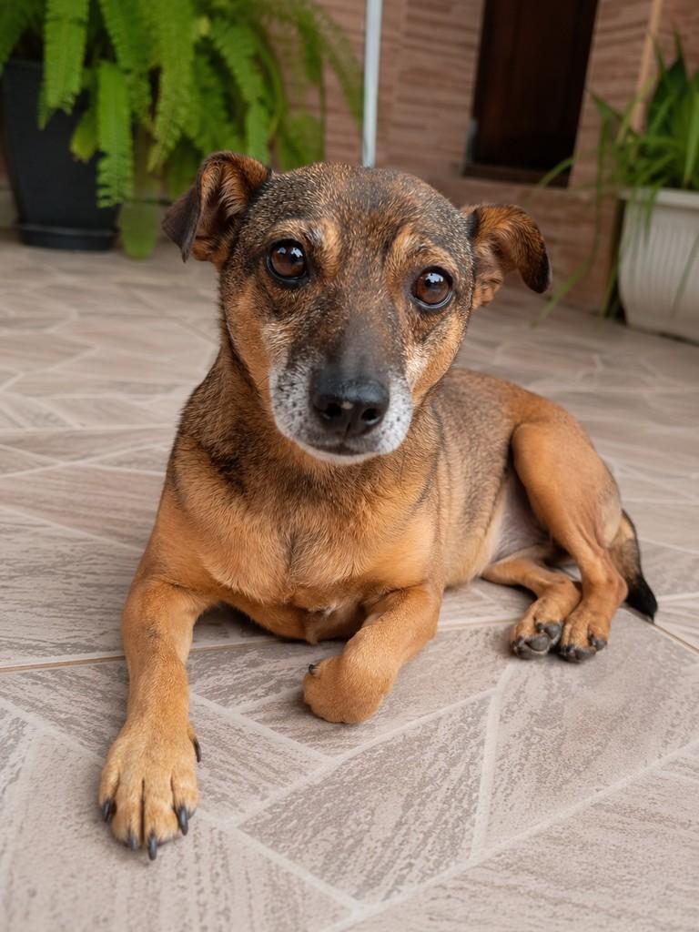 Cacau, cachorro de porte pequeno para adoção em Porto Alegre - RS
