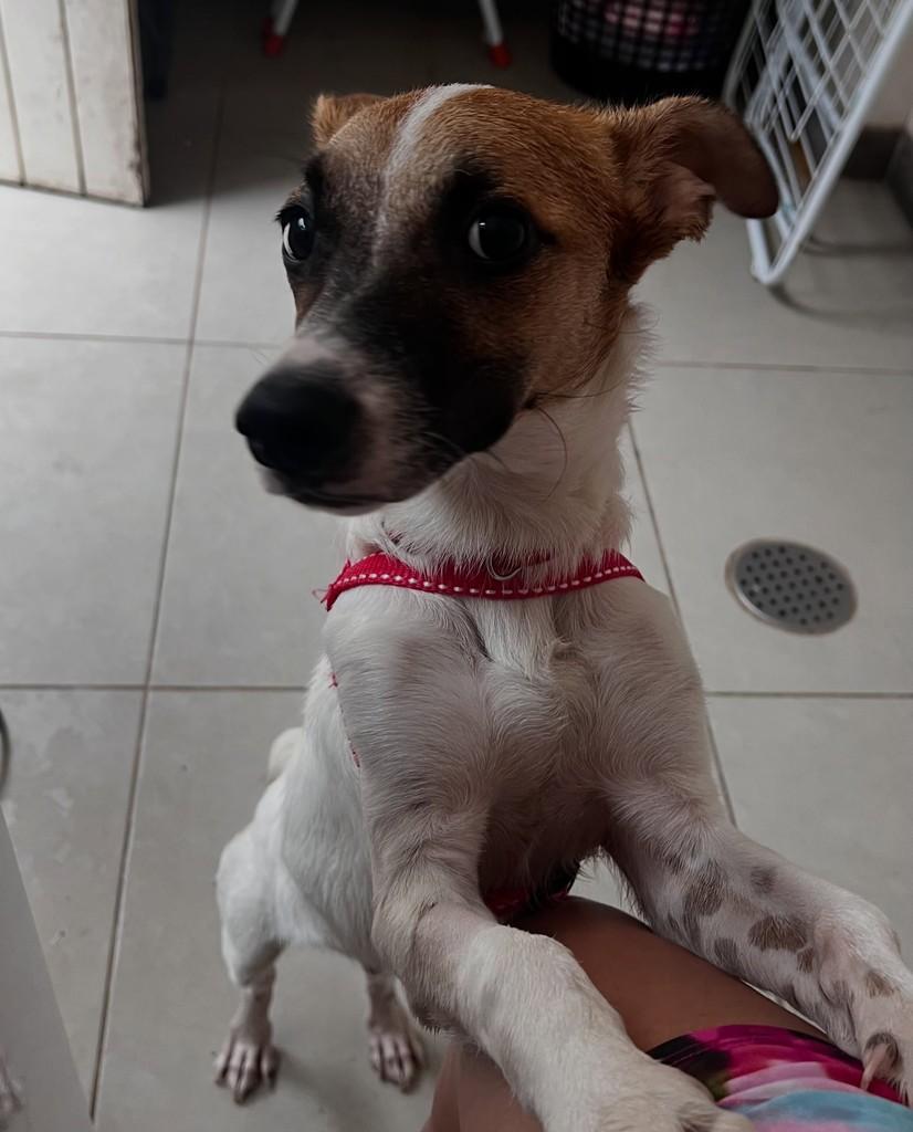 Amendoim, cachorro de porte pequeno para adoção em Porto Alegre - RS