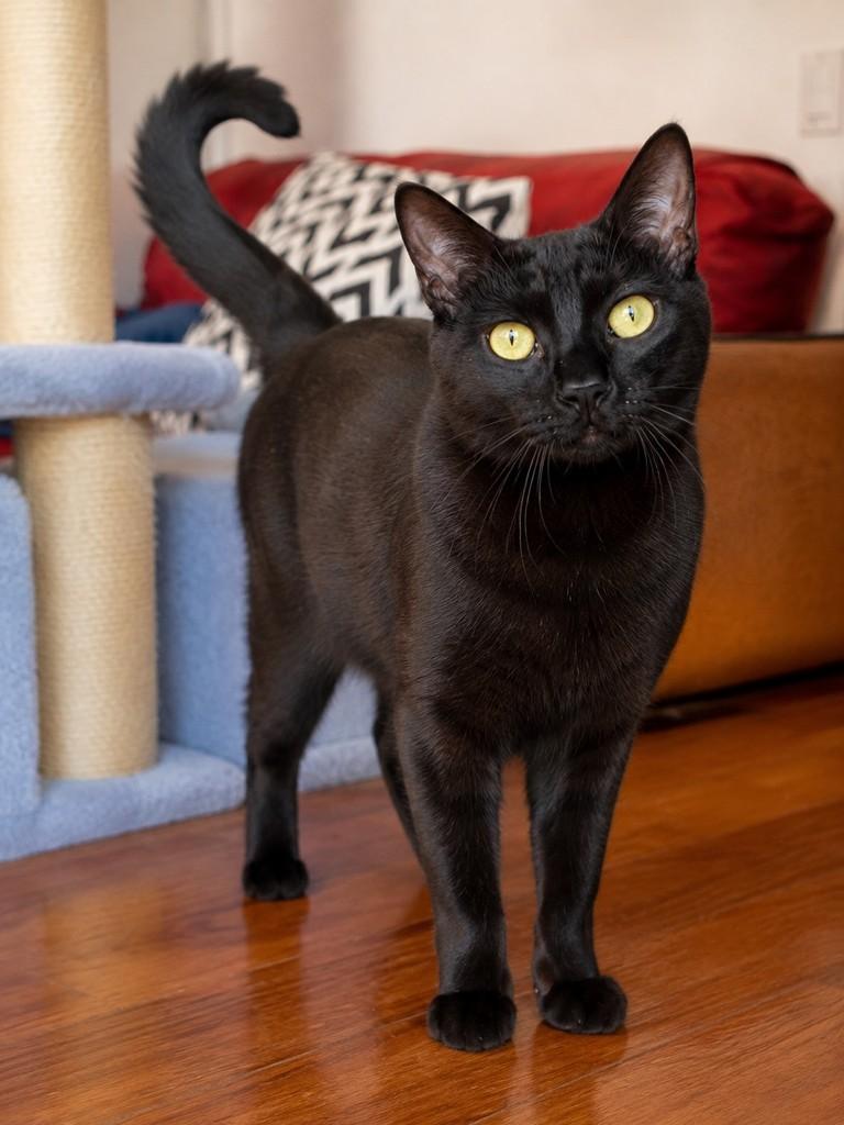 Salem, gato de porte pequeno para adoção em Porto Alegre - RS
