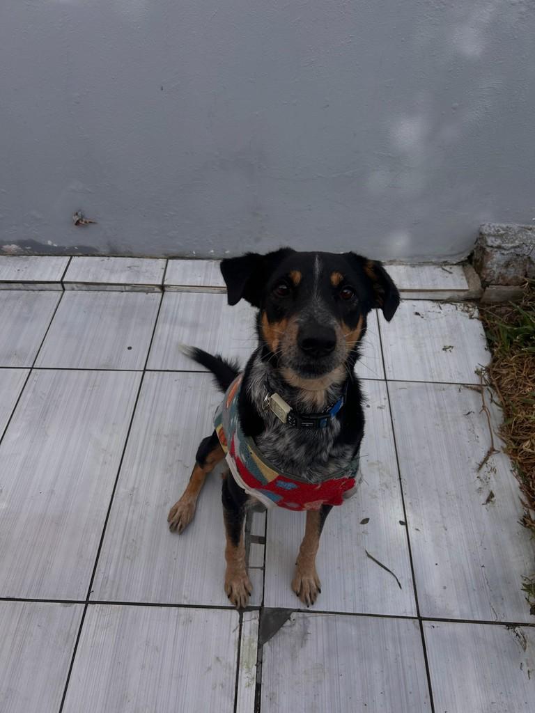 Novato, cachorro de porte médio para adoção em Porto Alegre - RS