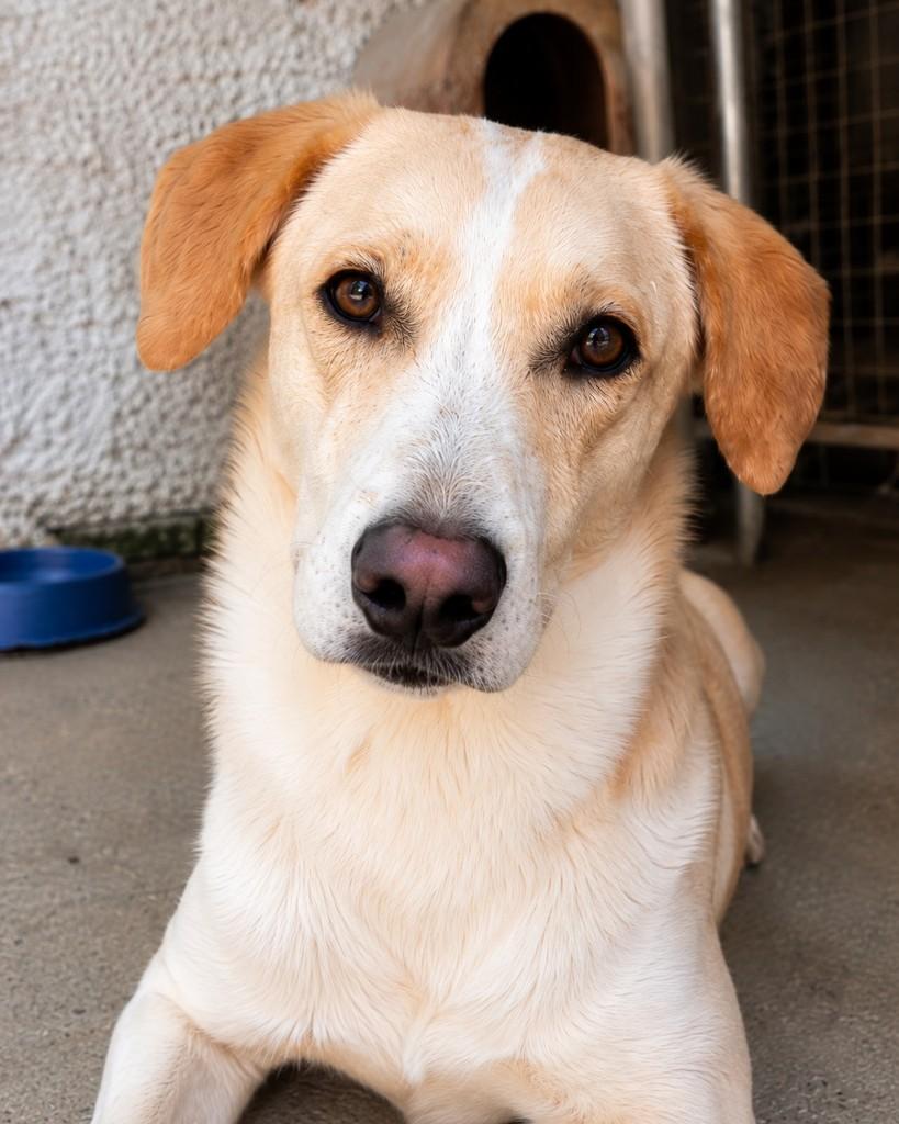 Dave, cachorro de porte médio para adoção em Porto Alegre - RS