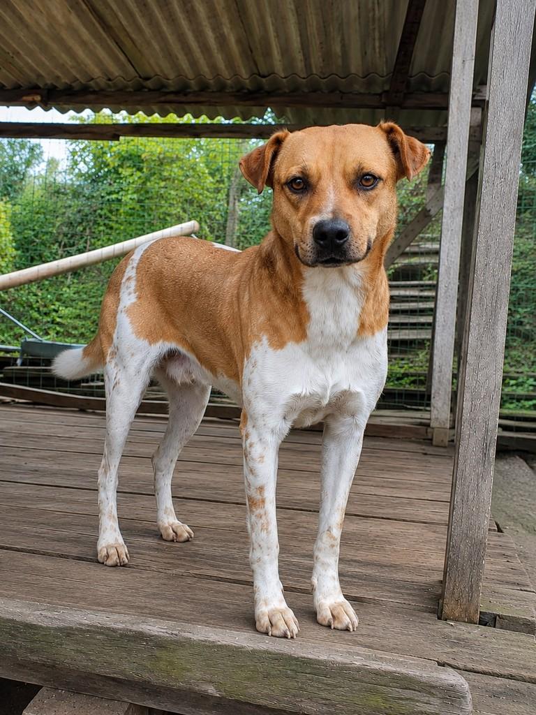 Spike, cachorro de porte médio para adoção em Porto Alegre - RS