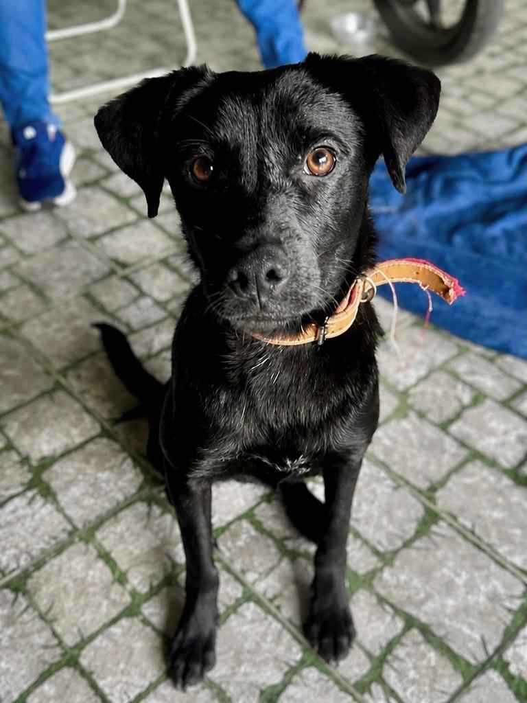 Manoel, cachorro de porte pequeno para adoção em Eldorado do Sul - RS
