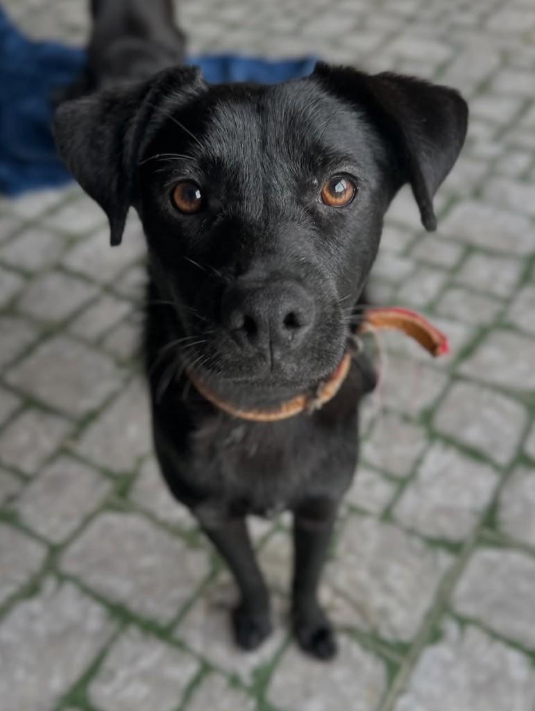 Manoel, cachorro de porte pequeno para adoção em Eldorado do Sul - RS — foto 2 de 6