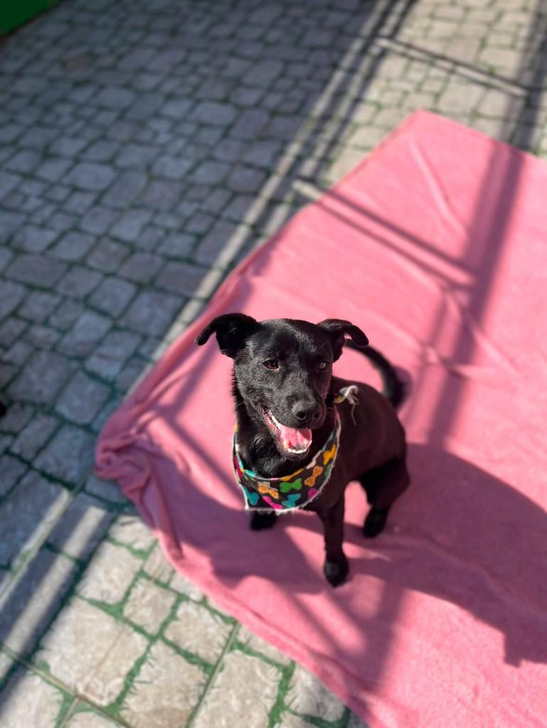 Manoel, cachorro de porte pequeno para adoção em Eldorado do Sul - RS — foto 3 de 6