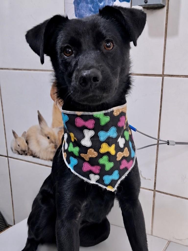 Manoel, cachorro de porte pequeno para adoção em Eldorado do Sul - RS — foto 4 de 6
