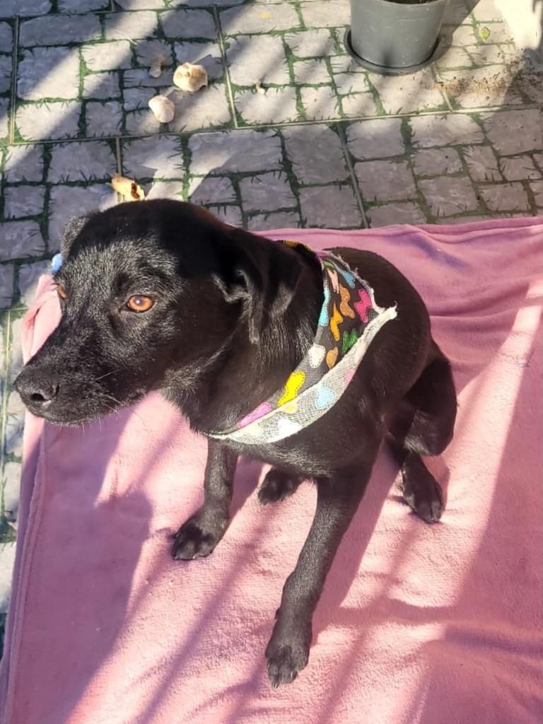 Manoel, cachorro de porte pequeno para adoção em Eldorado do Sul - RS — foto 5 de 6