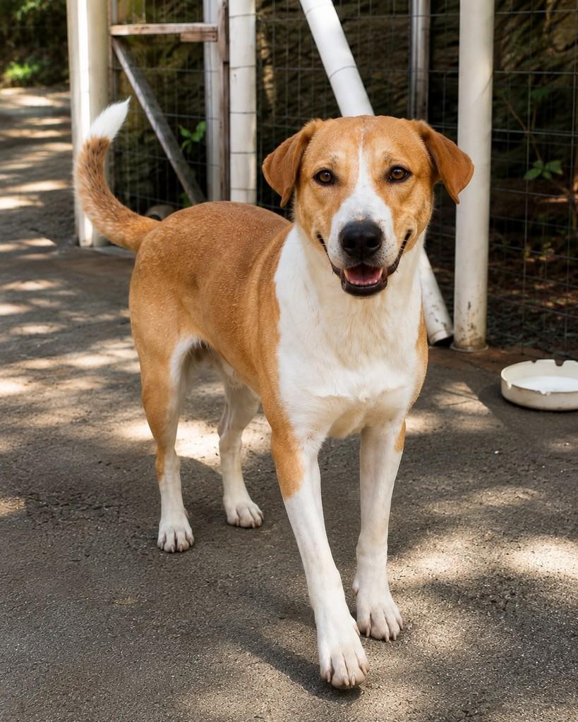 Stuart, cachorro de porte grande para adoção em Porto Alegre - RS