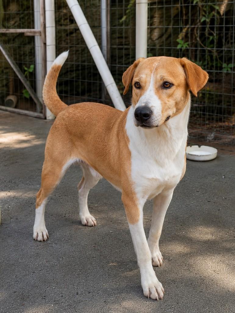 Stuart, cachorro de porte grande para adoção em Porto Alegre - RS — foto 2 de 13