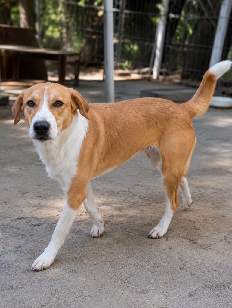 Stuart, cachorro de porte grande para adoção em Porto Alegre - RS — foto 3 de 13