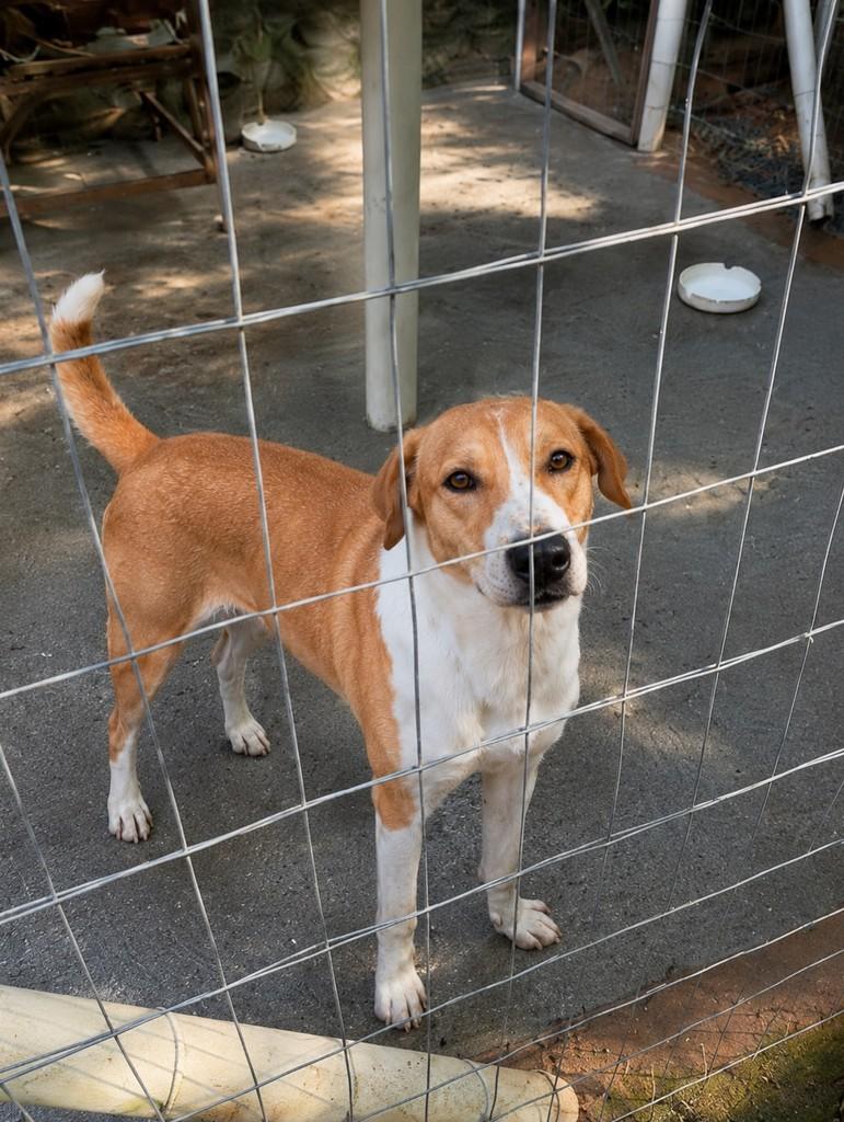 Stuart, cachorro de porte grande para adoção em Porto Alegre - RS — foto 4 de 13