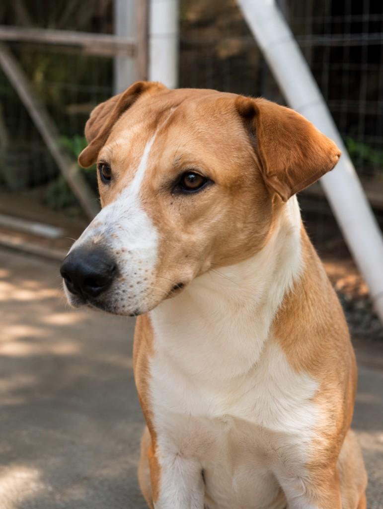 Stuart, cachorro de porte grande para adoção em Porto Alegre - RS — foto 5 de 13