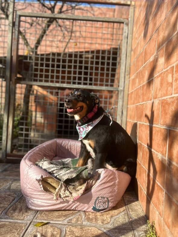 Filó, cadela de porte grande para adoção em Porto Alegre - RS — foto 3 de 17