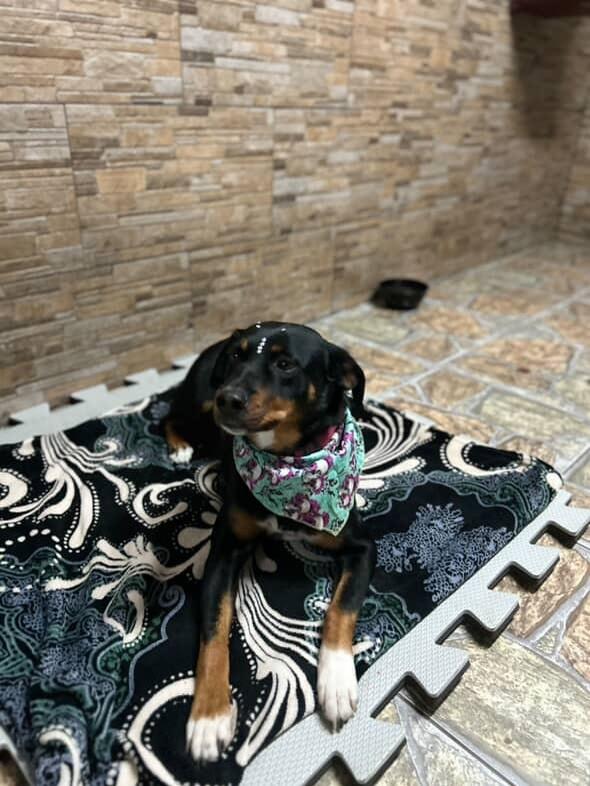 Filó, cadela de porte grande para adoção em Porto Alegre - RS — foto 5 de 17