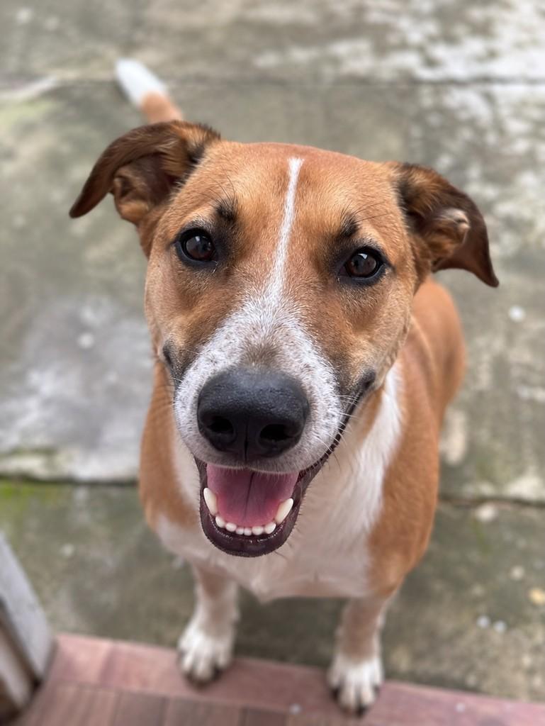 Frido, cachorro de porte grande para adoção em Porto Alegre - RS