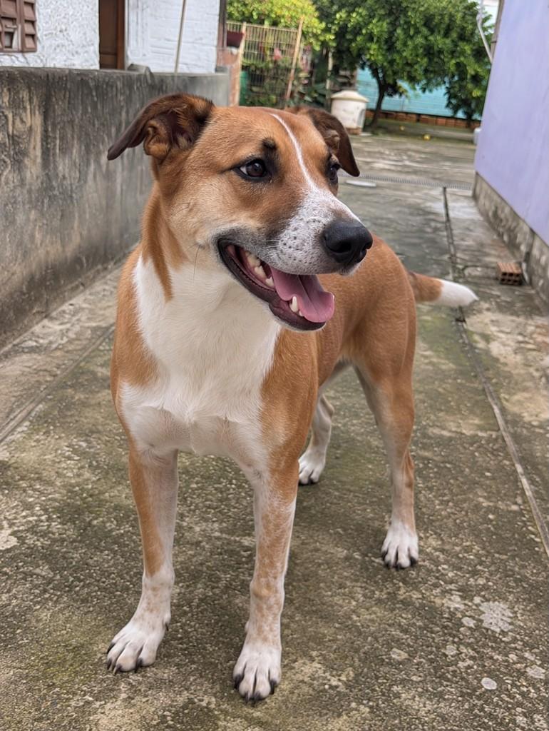 Frido, cachorro de porte grande para adoção em Porto Alegre - RS — foto 2 de 12