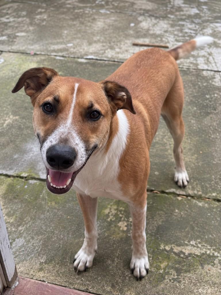 Frido, cachorro de porte grande para adoção em Porto Alegre - RS — foto 3 de 12