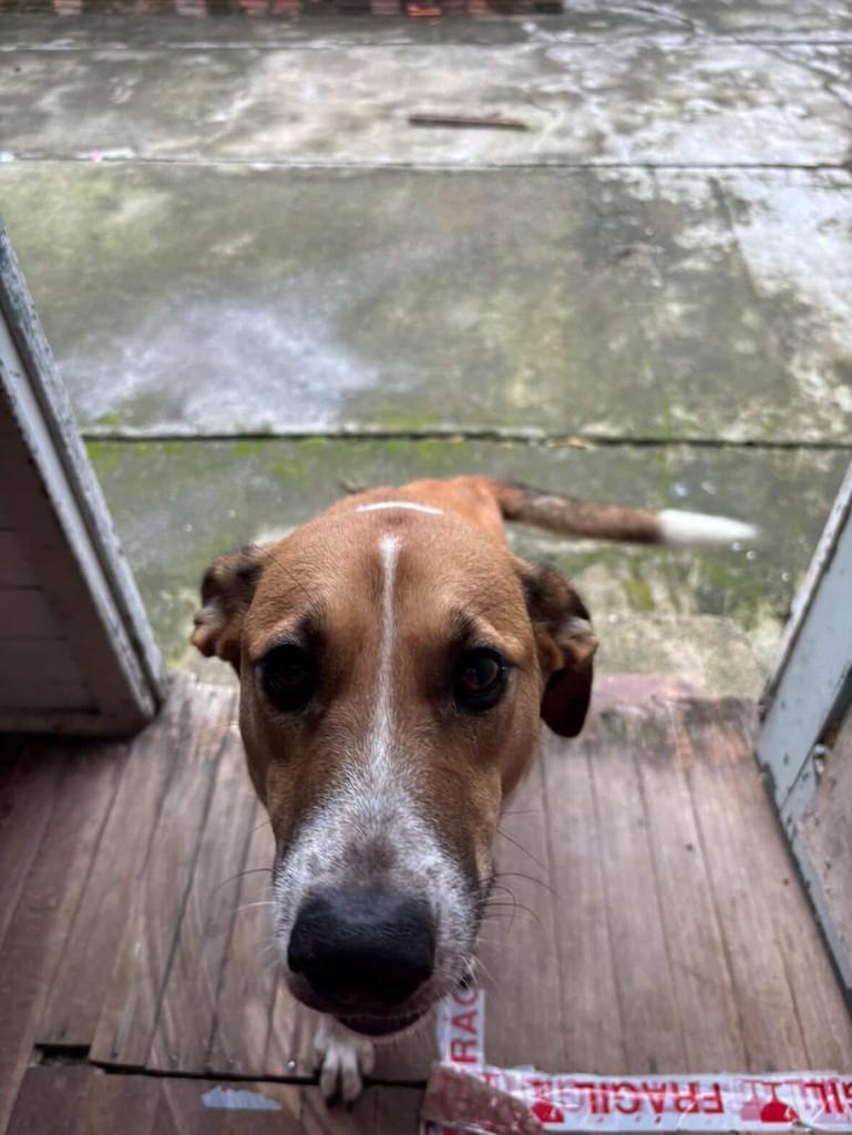 Frido, cachorro de porte grande para adoção em Porto Alegre - RS — foto 4 de 12