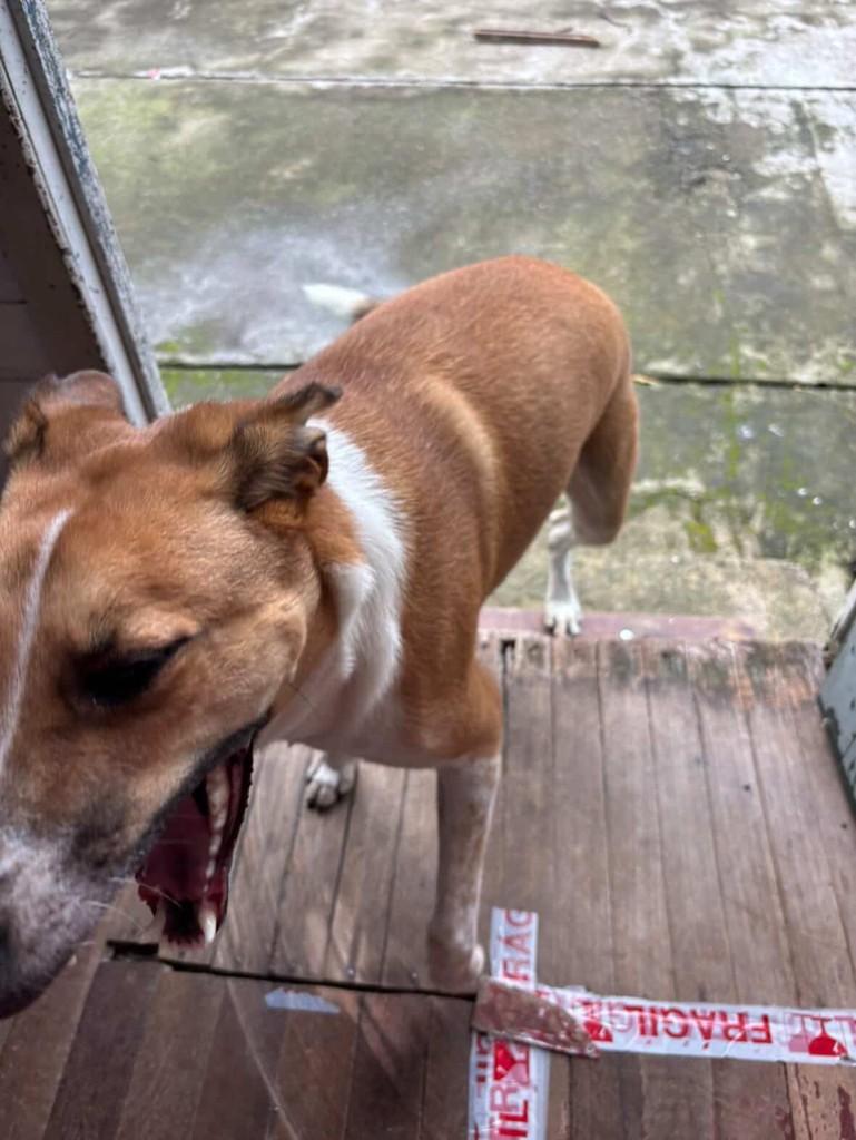 Frido, cachorro de porte grande para adoção em Porto Alegre - RS — foto 5 de 12