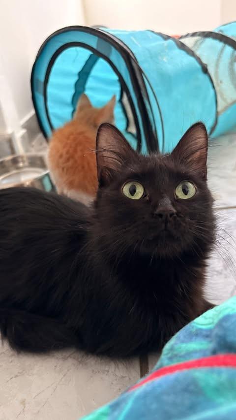 Lily, gato de porte médio para adoção em Brasília - DF
