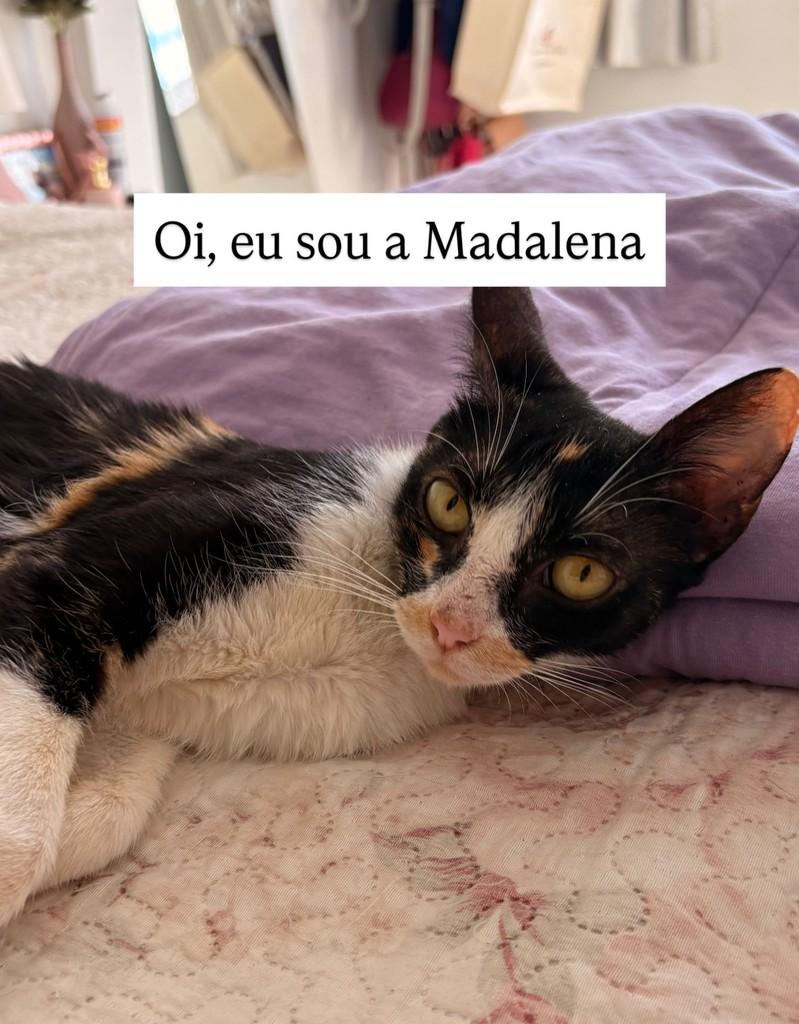 Madalena, gata de porte pequeno para adoção em Brasília - DF
