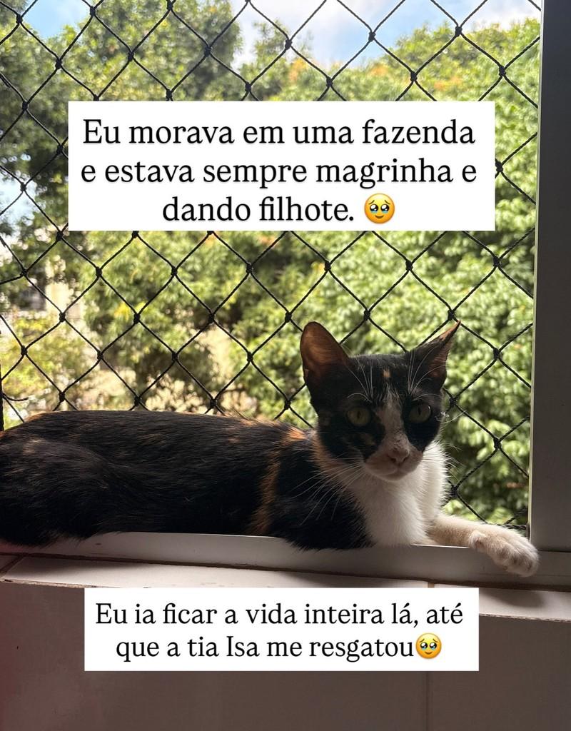 Madalena, gata de porte pequeno para adoção em Brasília - DF — foto 2 de 3