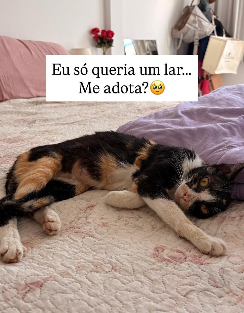 Madalena, gata de porte pequeno para adoção em Brasília - DF — foto 3 de 3