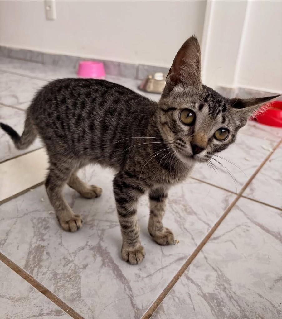 Jade, gata para adoção em Brasília - DF