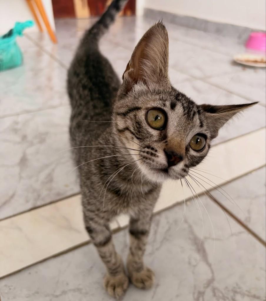 Jade, gata para adoção em Brasília - DF — foto 2 de 3