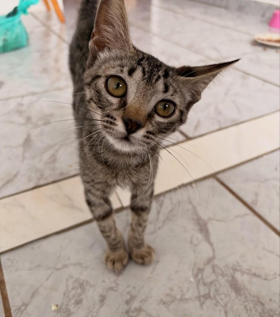Jade, gata para adoção em Brasília - DF — foto 3 de 3