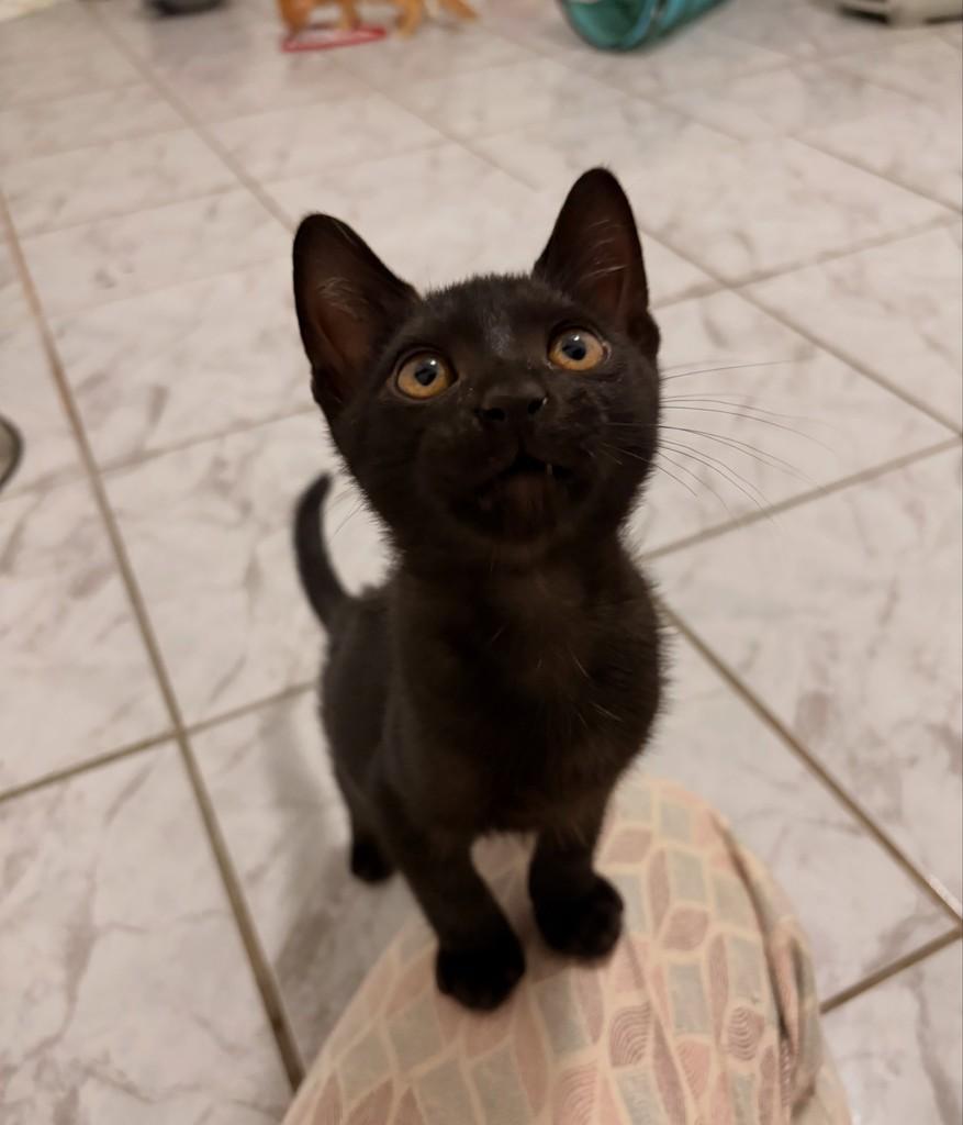 Açaí, gato de porte pequeno para adoção em Brasília - DF