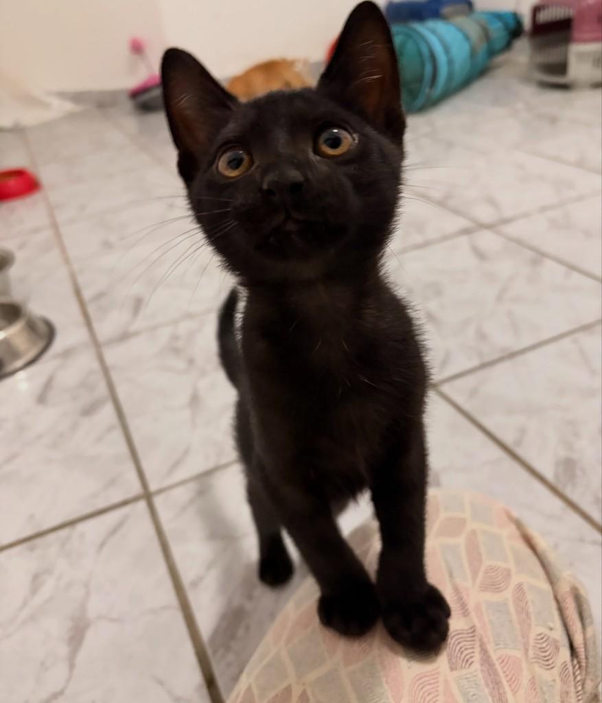 Açaí, gato de porte pequeno para adoção em Brasília - DF — foto 2 de 2